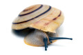 Pleurodonte marginella marginella Cuba light adult